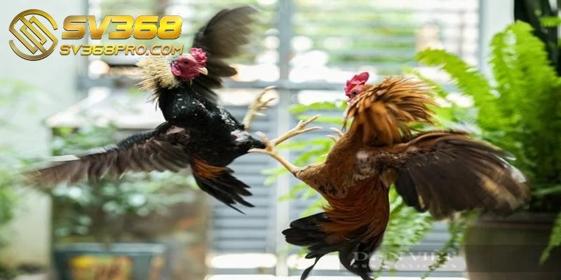 Hình thức chọi gà đòn thể hiện sức mạnh và tốc độ chiến kê