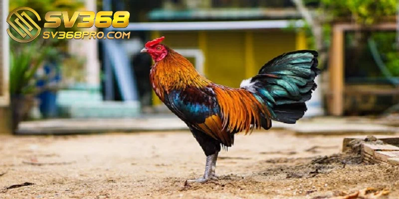 Anh em sư kê chuẩn bị chuồng trại nuôi gà đá cựa sắt