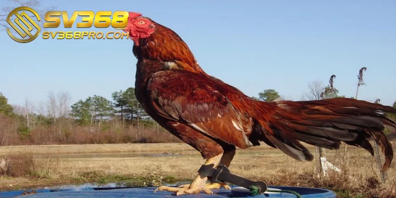 Asil Nam Ấn được sản xuất từ các vùng miền phía nam của Ấn Độ
